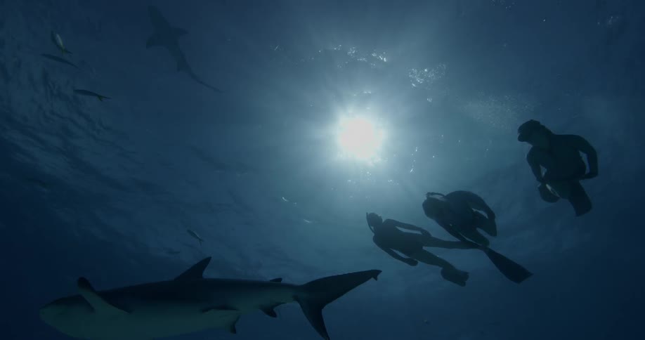 Divers swimming down to look at a shark