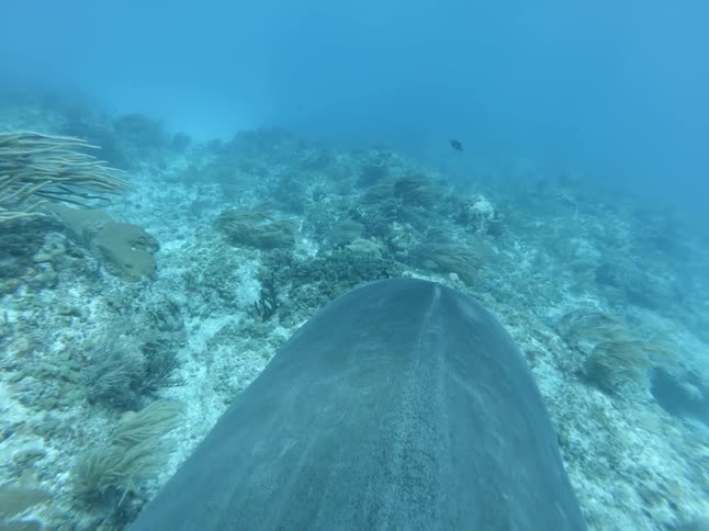 A shark is swimming near the ocean's floor
