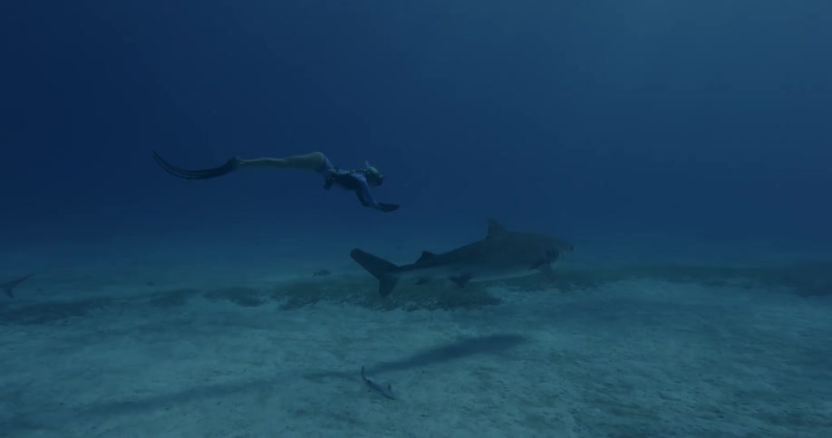 A free diver swims alongside a shark while another films