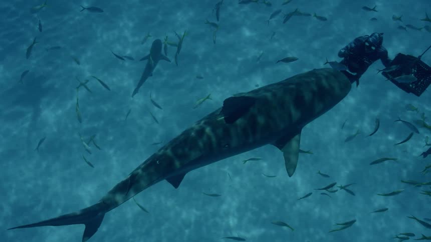 A shark swims near a diver in a school of fish