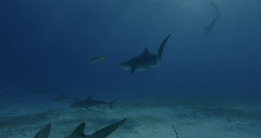 Sharks swimming among fish near the ocean floor