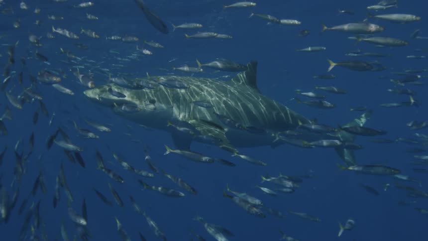 A shark is swimming just beneath the ocean's surface through a school of fish