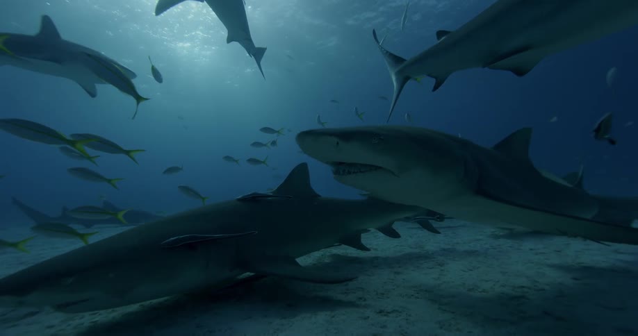Several sharks and fish swim near the ocean floor