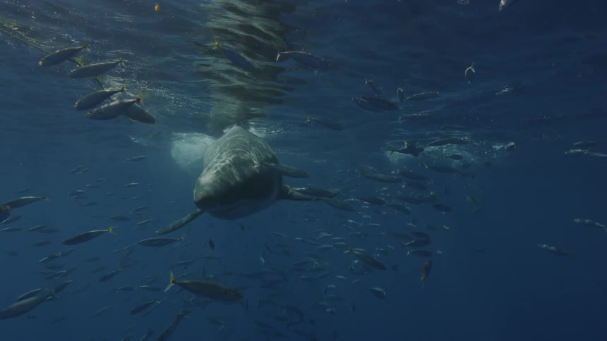 A great white shark swims near fish in the ocean
