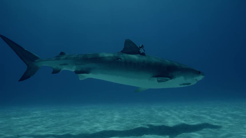 A shark with a camera attached to its back is swimming in the ocean