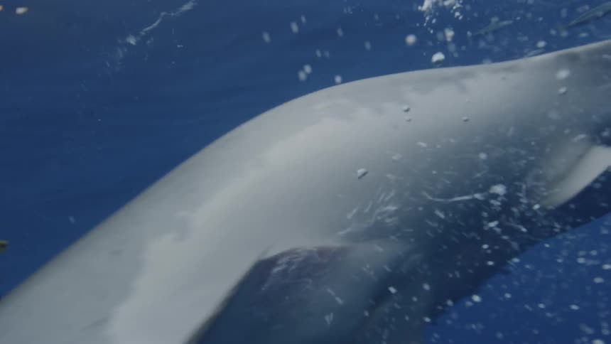 Shark jumps up out of the water and dives back down