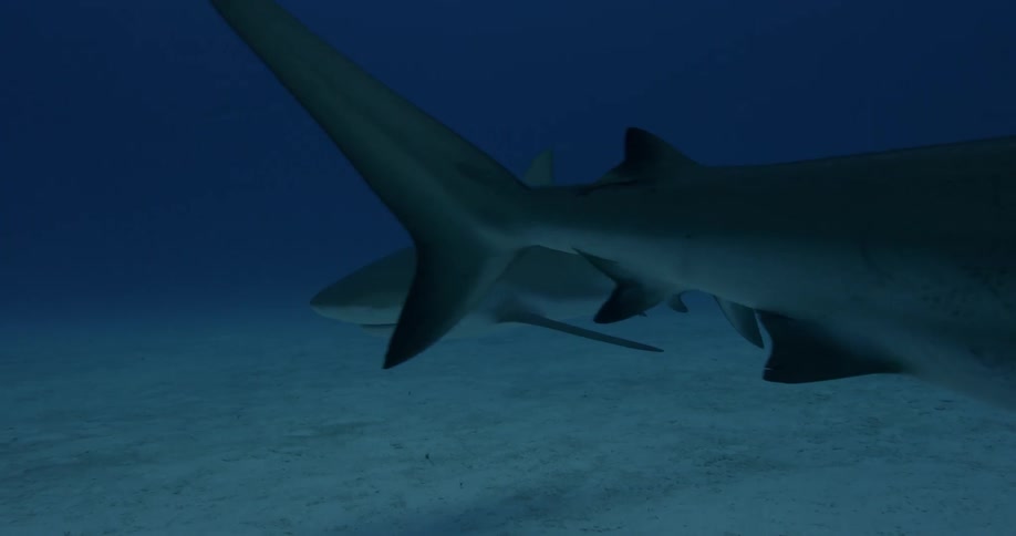 A shark swims near the ocean floor