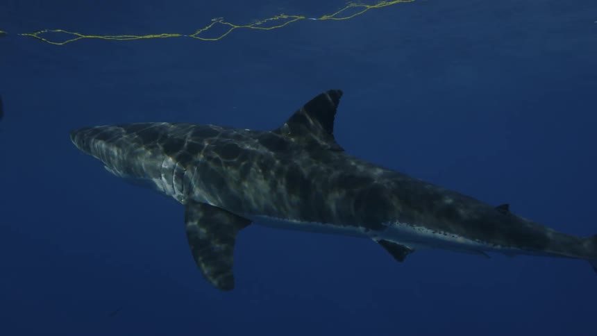 A shark swims in the ocean and bites bait floating on the surface