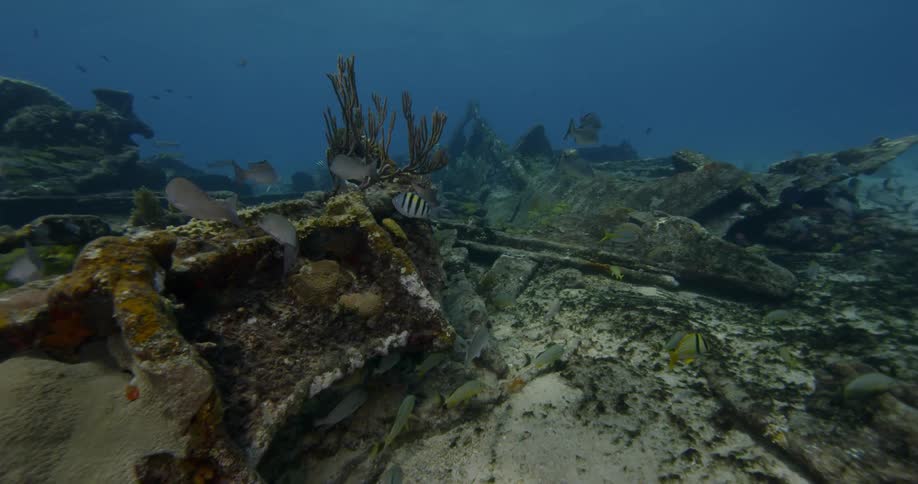 Fish swim near the ocean floor