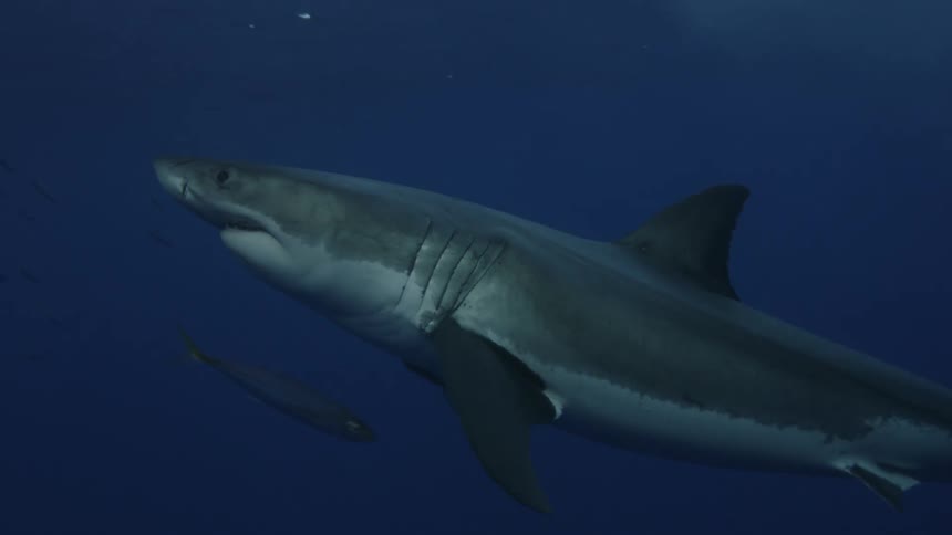 Fish swimming in dark water near a shark