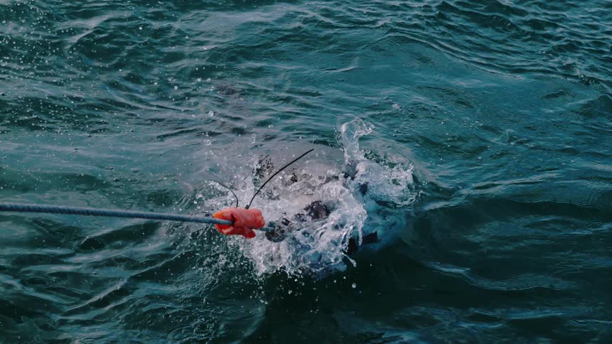 Shark jumps out of the water to try to catch bait