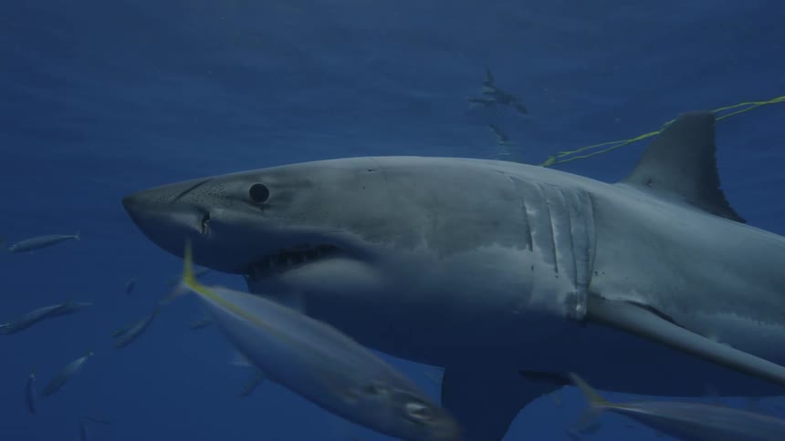 A great white shark swims in the ocean