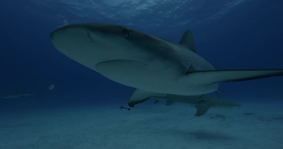 Sharks and fish swim near the ocean floor