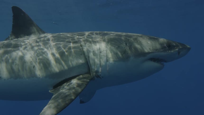 A shark swims through a school of fish in the ocean