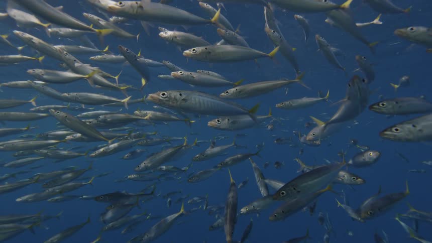 Fish swim in the ocean