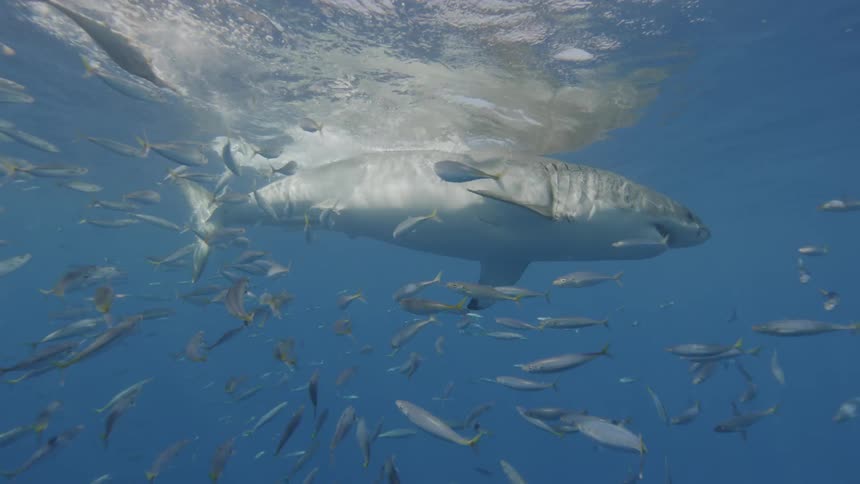 A great white shark swims near fish in the ocean