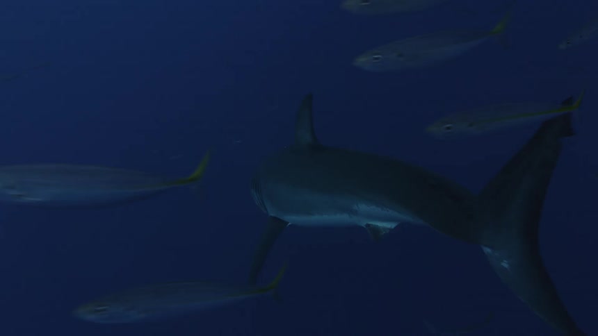 Shark swims in dark water surrounded by small fish