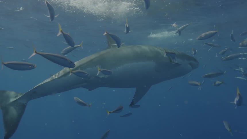 A great white shark swims near fish in the ocean