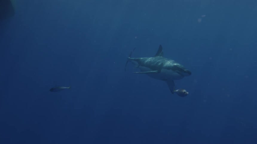 Shark swims in the ocean with several fish nearby