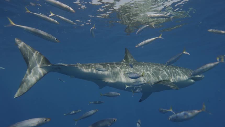 A great white shark and fish swim near the ocean surface