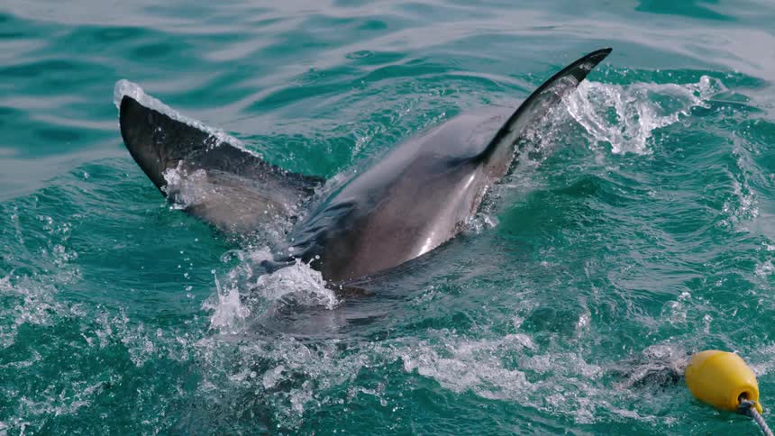 Shark jumps out of the water to try to catch bait