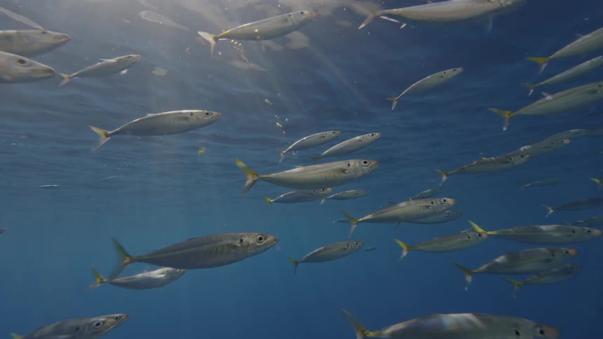 School of fish swim near the surface on a sunny day
