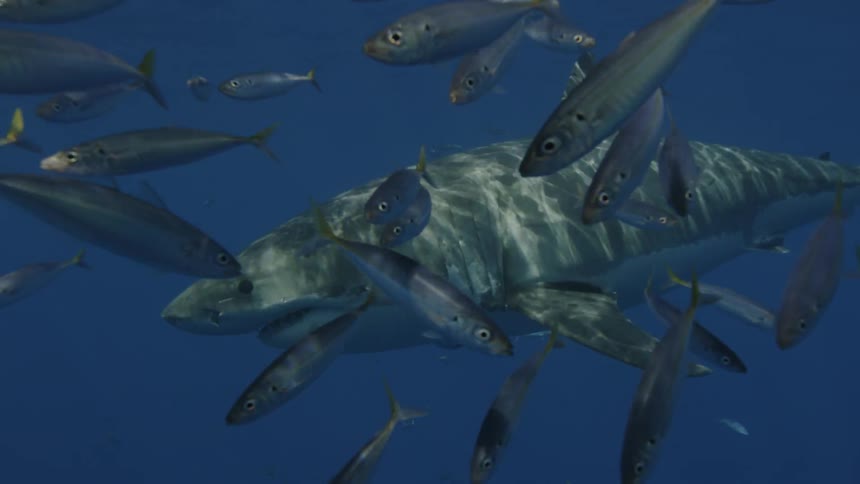 Shark swims in the ocean surrounded by fish