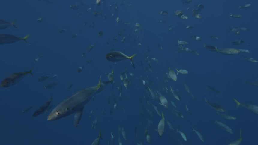 Fish swim in the ocean