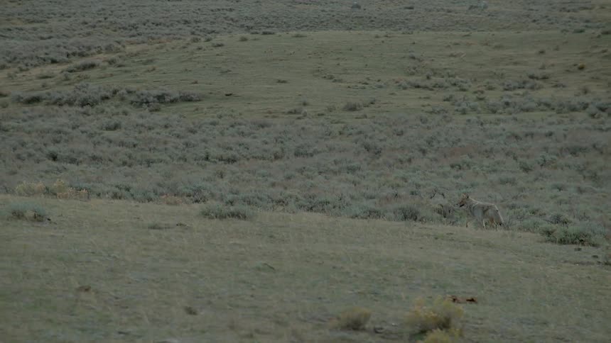 A coyote is walking in a barren valley