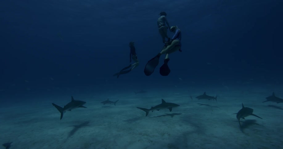 Three free divers swim towards the surface while sharks swim below