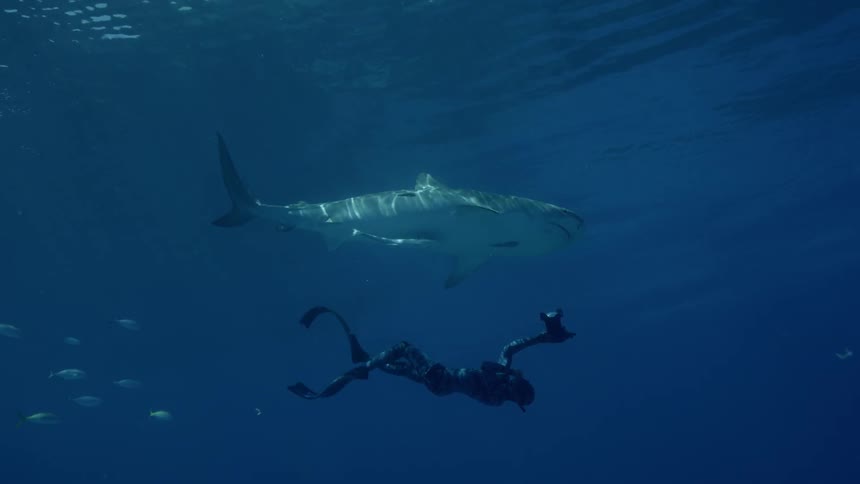 Divers swim above and below a shark