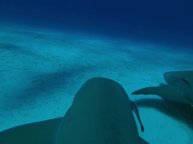 Sharks swim near the ocean floor