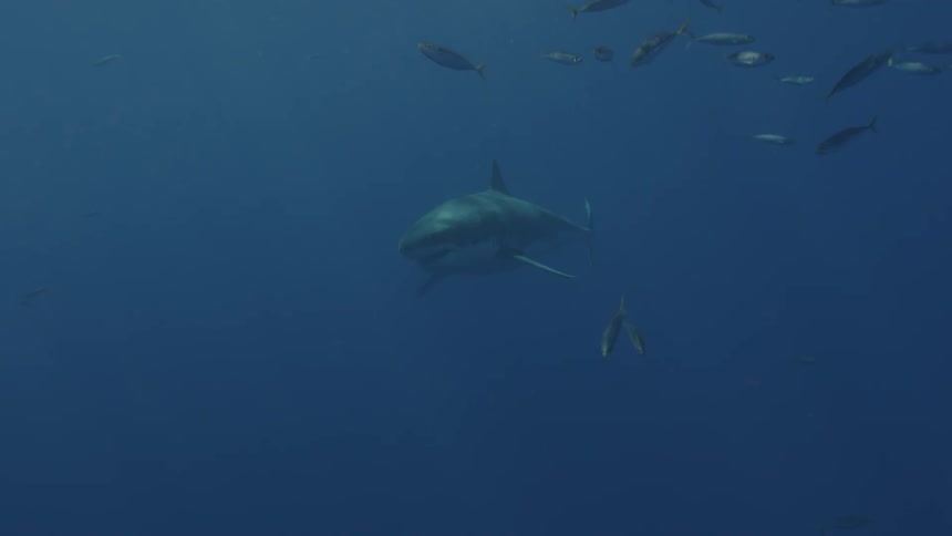 A great white shark swims near fish in the ocean
