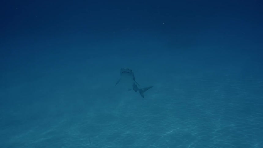 A shark swims in blue water