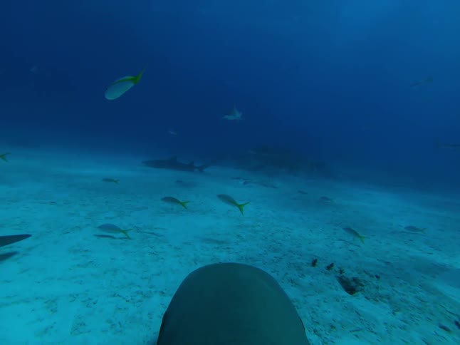 Sharks swimming near the ocean floor