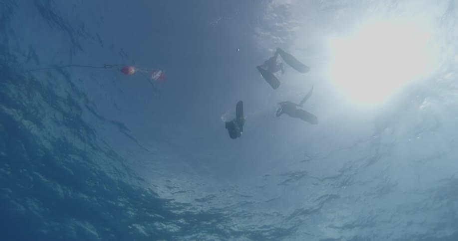 Two divers swim up to the surface on a sunny day