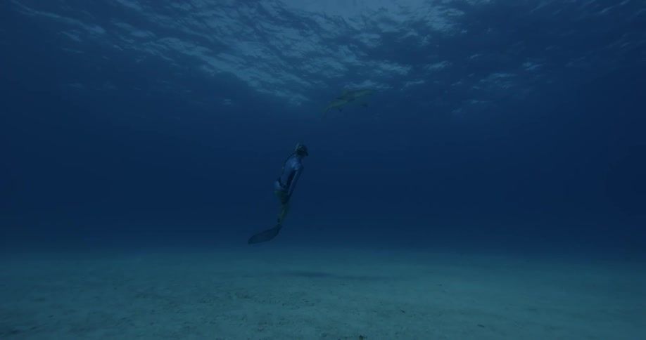 A diver swims near a shark in the ocean