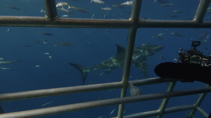 A diver in a shark cage films the shark and fish that swim by
