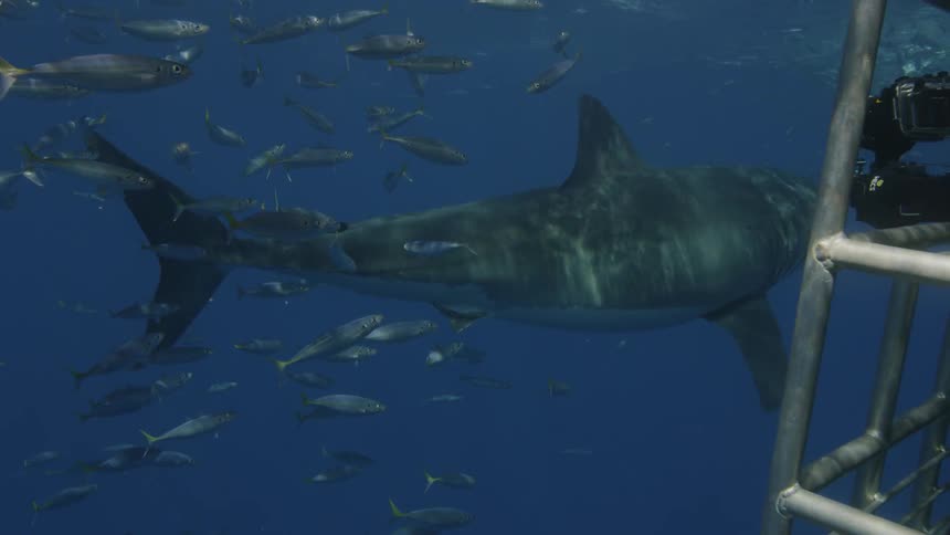 A shark swims past a diver in a shark cage