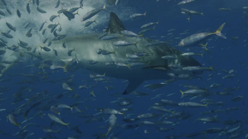 A shark briefly breaks the surface then continues to swim in the ocean