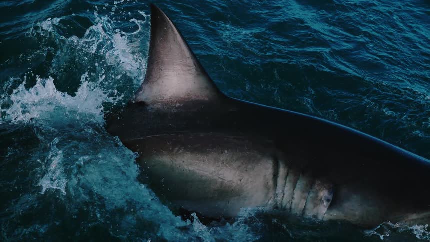 An opened mouth shark jumps out of the water