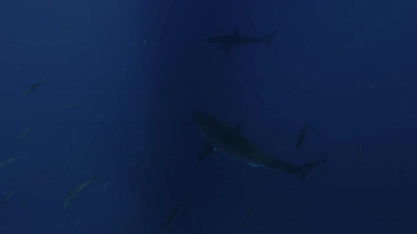 Sharks and fish swim in the ocean