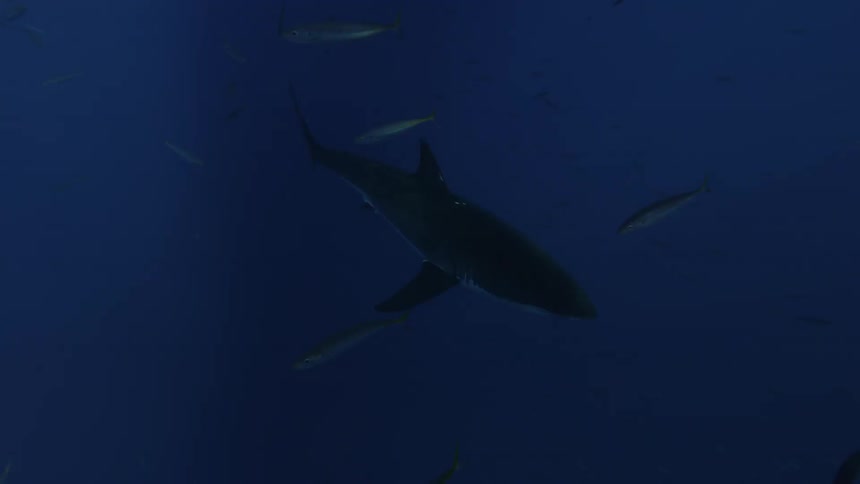A shark and fish swim in the ocean