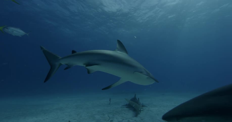 Sharks swimming near the ocean floor
