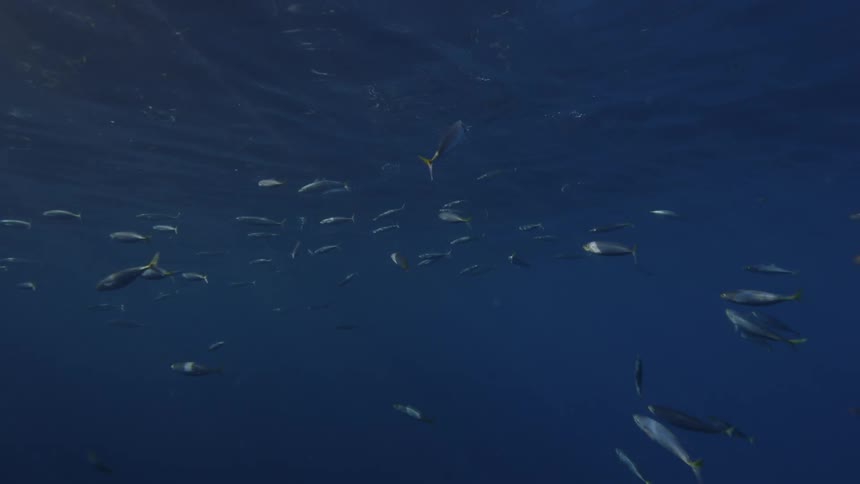 Fish swim in the ocean
