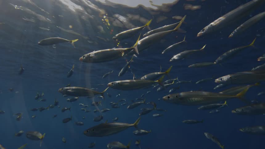 Sunlight streams through water as fish swim by