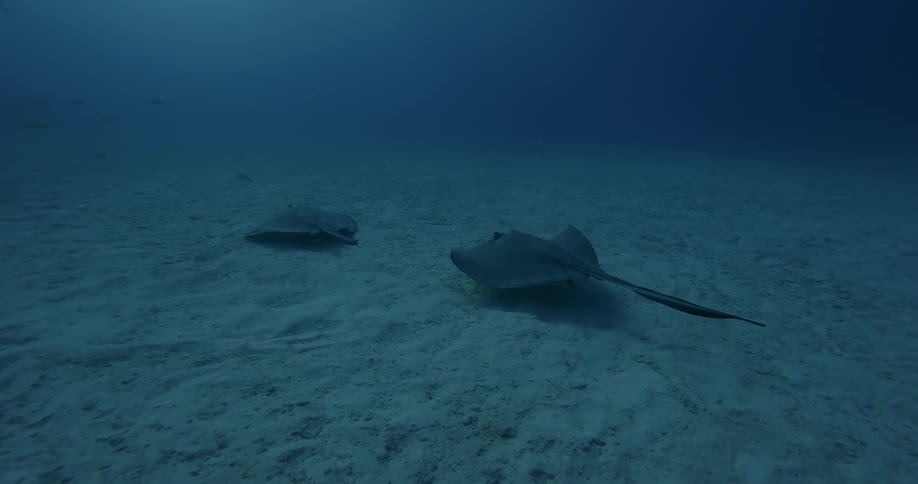 Stingrays swim along the ocean floor