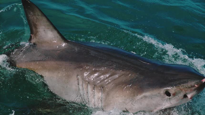 Shark jumps out of the water to try to catch bait