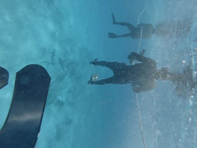 A snorkeler drops into the water