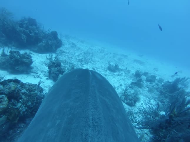 First person view of a shark swimming at the bottom of the ocean